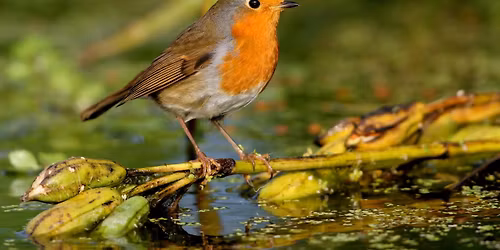 FREE Let's Learn Photography - Walsall (Six-Week Mobile Phone Photography Course)