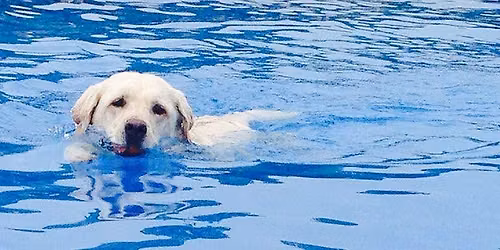 Dog Day at the Pool