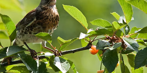 Bird Walk with Robert Braunfield