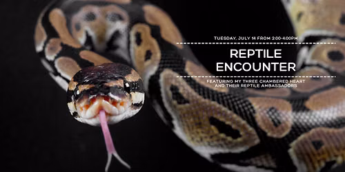 Reptile Encounter with My Three Chambered Heart