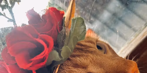 Frisky Friday Trivia Night with Cats - KENTUCKY DERBY Trivia (Adults Only) 