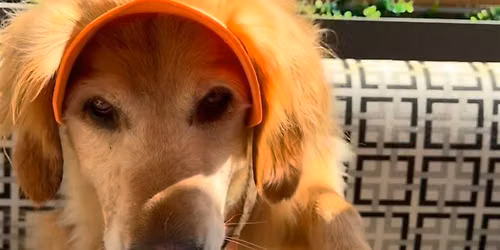 Dog Costume Contest Yappy Hour