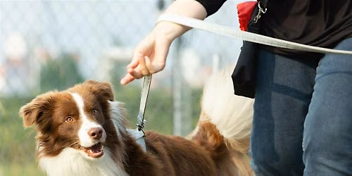 Het wandelvragenuurtje: Volwassen honden