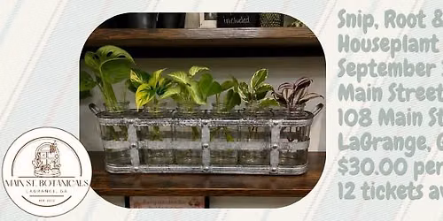 Snip, Root & Grow: Houseplant Propagation 101