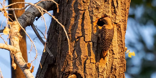 Bird Walk at the San Pedro House
