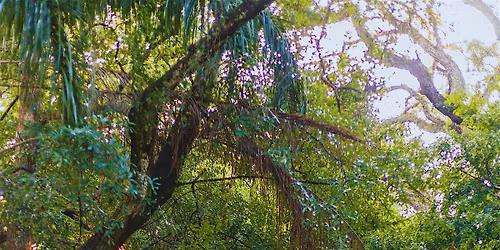 Florida Plant Walk & Tea Experience