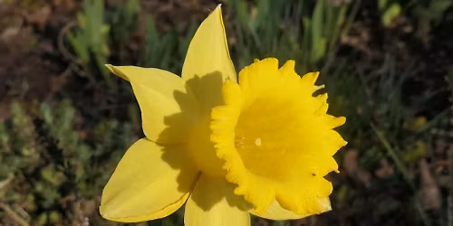 Mysterie og genopst\u00e5en \/ Dans i Langen\u00e6skirken