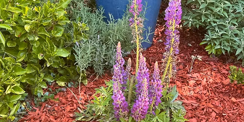 Botanical Treasures Plant Sale