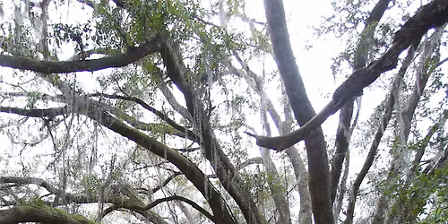 Ocala Women's Network Greenway Hike