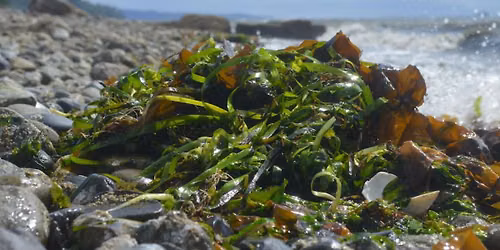 KelpFest 2026 Algae Walking Tour With The Laguna Ocean Foundation 