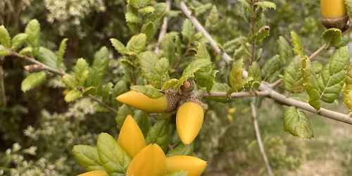 Coyote Creek Trail BioBlitz