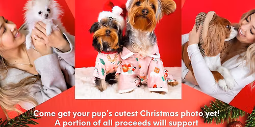 Christmas Pet Photoshoot