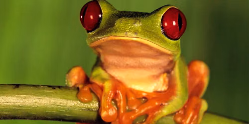 National Geographic Live - Weird World of Frogs at Benaroya Hall - Taper Auditorium