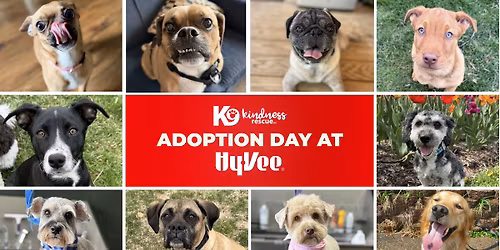 Adoption Day at Hy-Vee
