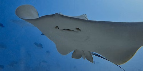 Shark and Ray Awareness Day