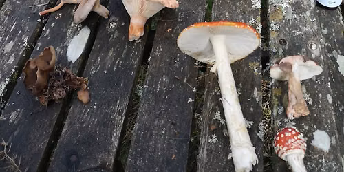 Fungi Foray at Plodda Falls