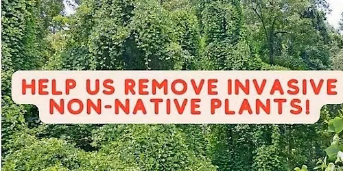 Volunteer Event - Woody Invasive Species Removal