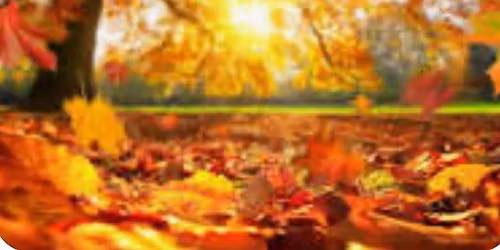 \ud83c\udf41 Special Needs Family Fall Potluck \ud83c\udf41 