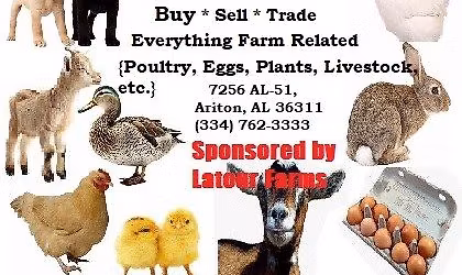 Rustys Farm Trade Day, Ariton, AL