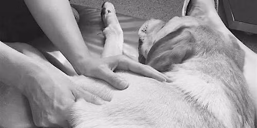 Canine muscle balance assessments