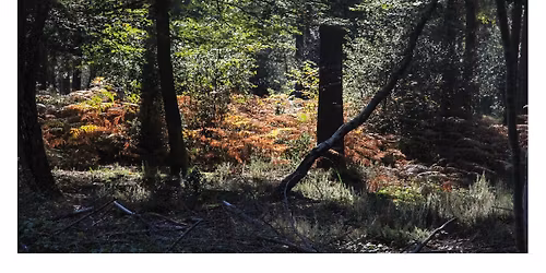 WWC Walk with Camera