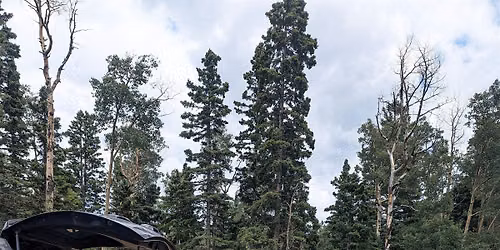 Foraging in Northern NM