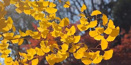 Tree Time: Leaves I