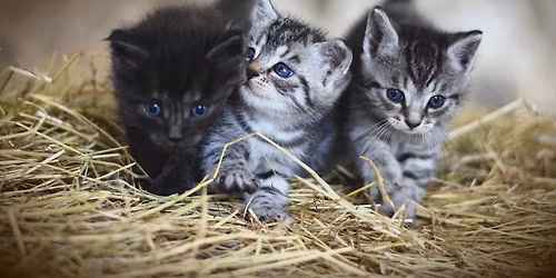 Social tr\u00e4ff f\u00f6r vuxna med NPF hos Attention Link\u00f6ping. Promenad och picknick.