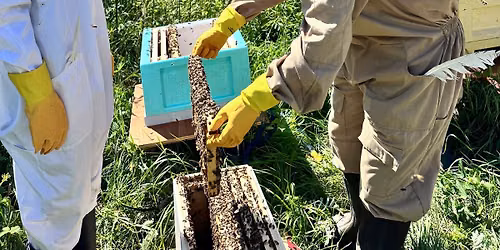 Beekeeping 1 day workshop 