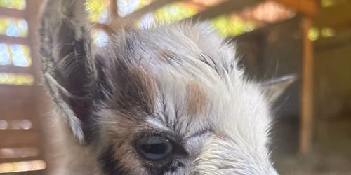 Baby Goat Yoga with Jen