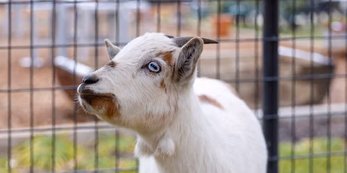 Meet the Barnyard Babies