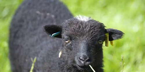 Tonte des moutons