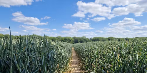 3 Brewers 10km & 5km - June 28th