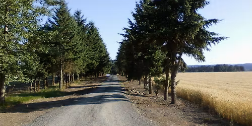 Work party - tree trimming