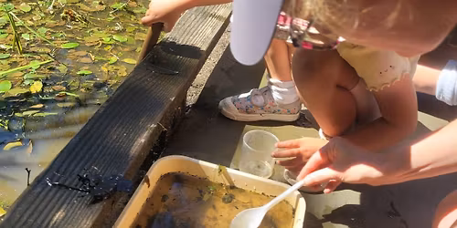 Pond Dipping