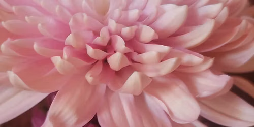Meditation Group \u2014 Contemplating Loving-Kindness
