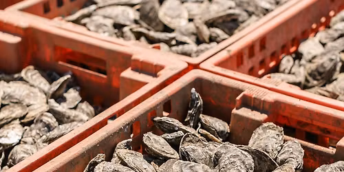 Island Oyster Growers Group AGM