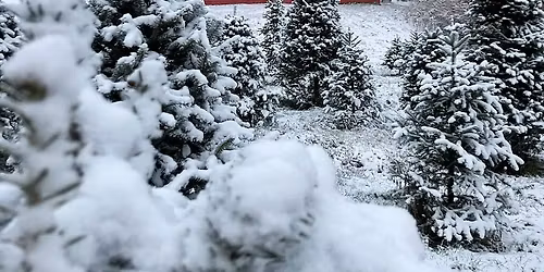 Opening weekend at Piper Mountain Christmas Tree Farm!