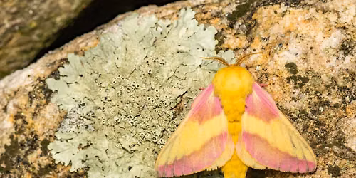 Moth Mania