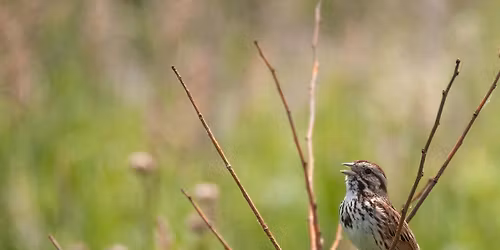 World Migratory Bird Day at Rainbow Beach Park