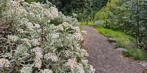 Forest Bathing & Yoga for the Nervous System