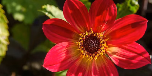 Guided tour: The diversity of Asteraceae