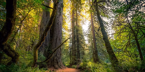Spirit Walks - Forest Bathing Workshop