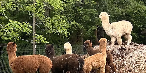 Alpaca Yoga Saturday 11\/15
