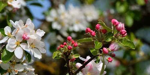 Guided Visit of the late Medieval Tatton Old Hall & its Tudor Garden