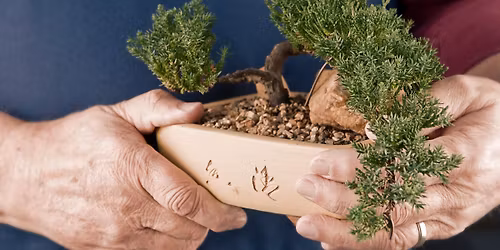 Bonsai Basics