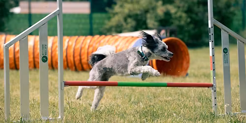 9. Bergkreisturnier im Agility in Erfurt