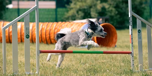 9. Bergkreisturnier im Agility in Erfurt