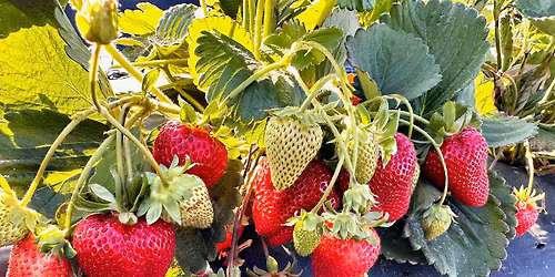 Strawberry Field Day
