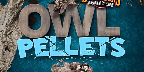 Owl Pellet Dissections